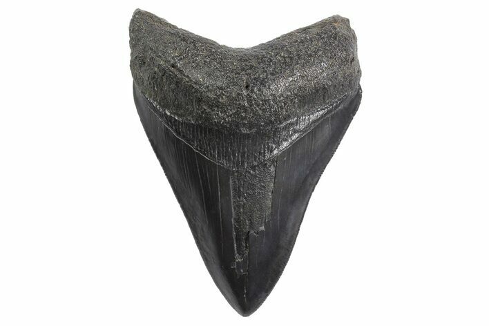 Serrated, Fossil Megalodon Tooth - South Carolina #299647